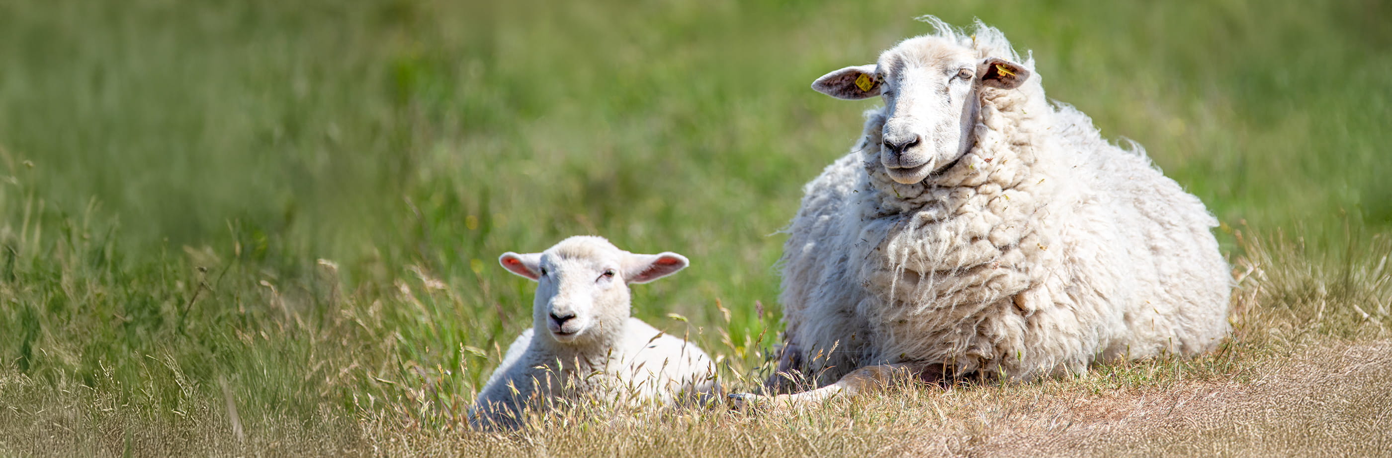 Lämmer und Schafe auf einer grünen Wiese – Osterferien auf Sylt erleben